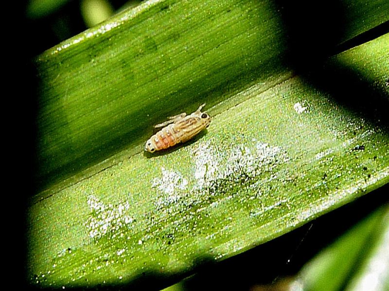 Convergenze parallele - Ommatissus binotatus nuovo arrivo!